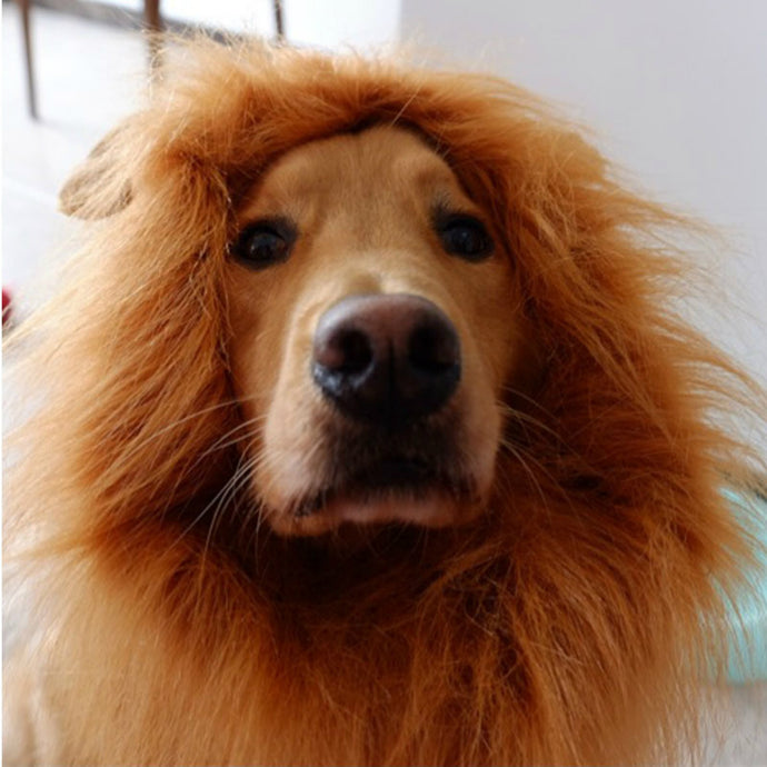 Lion Wig